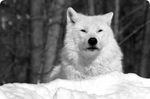 ��������: arcticwolf.jpg