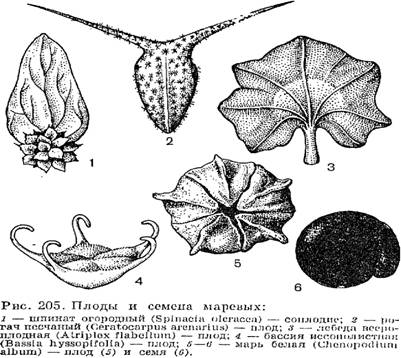 ��������� ������� (Chenopodiaceae)